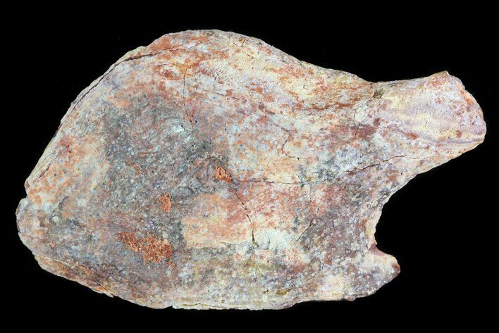 Cretaceous Gar Fish Scale - Kem Kem Beds #81205